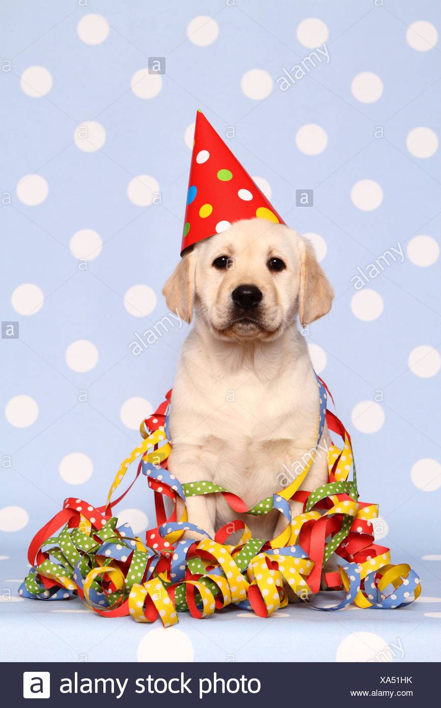 Hat Pet Streamers Stock Photos Hat Pet Streamers Stock Images Alamy