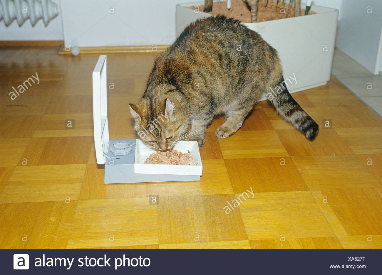 Domestic Cat Eating At Automatic Pet Feeder Stock Photo 281623996