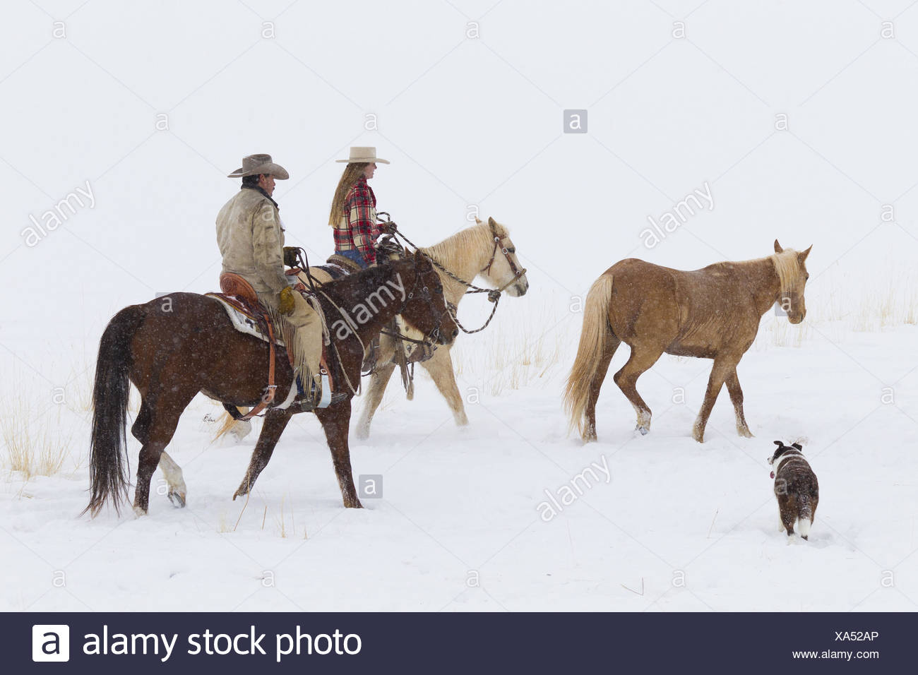 cowboy australian shepherds
