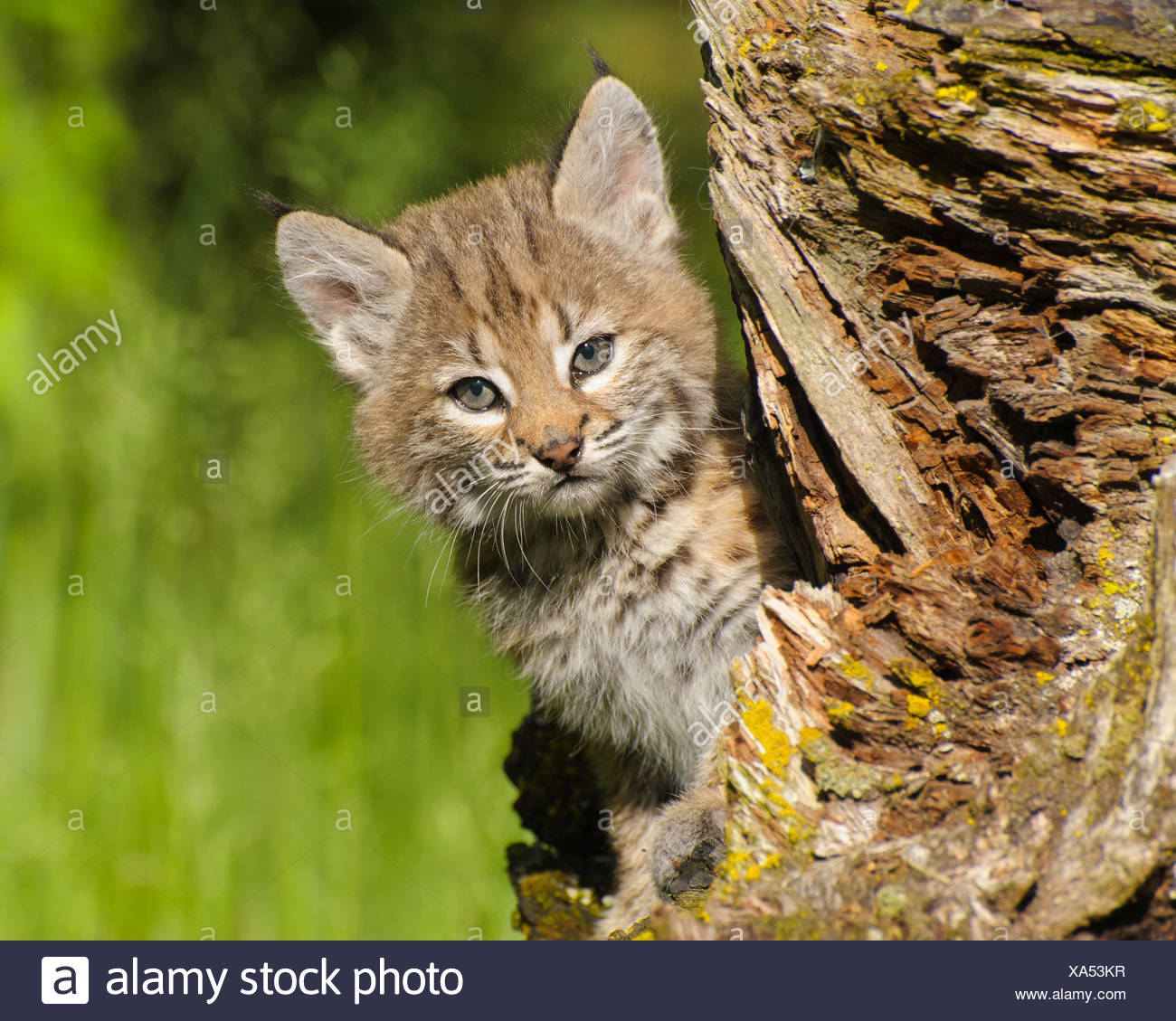 Juvenile Bobcat High Resolution Stock Photography and Images - Alamy