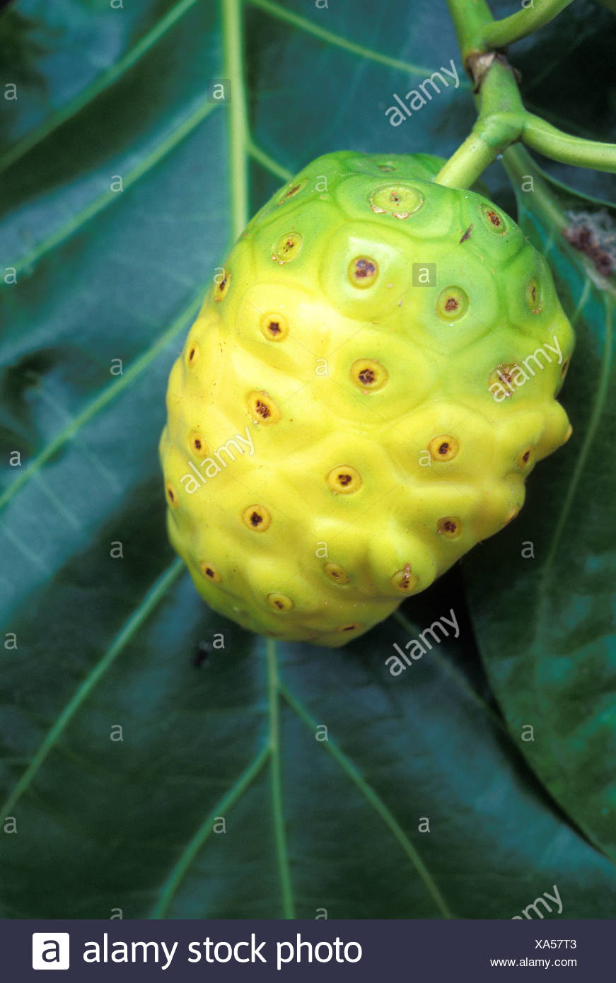 Noni Fruit High Resolution Stock Photography and Images Alamy