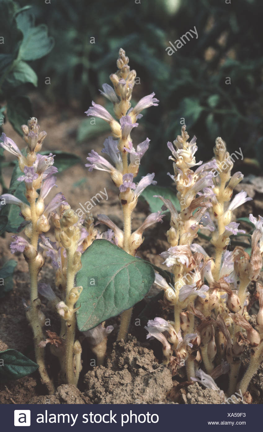 Branched broomrape Orobanche ramosa flowering in tomato crop on which it is a parasite Stock Photo
