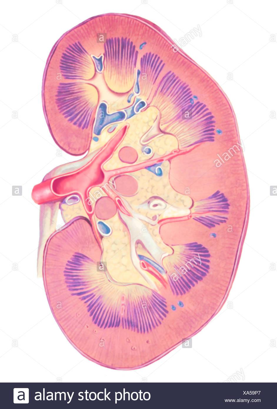 Human Kidney Cross Section High Resolution Stock Photography and Images