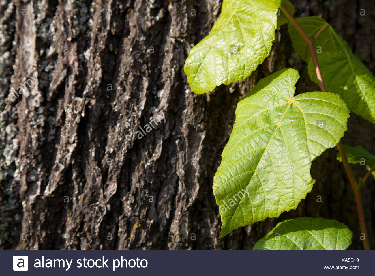 Tree Leaves Deciduous Tree Deciduous Trees Branch Linden Tree Lime Leaf Stock Photo Alamy