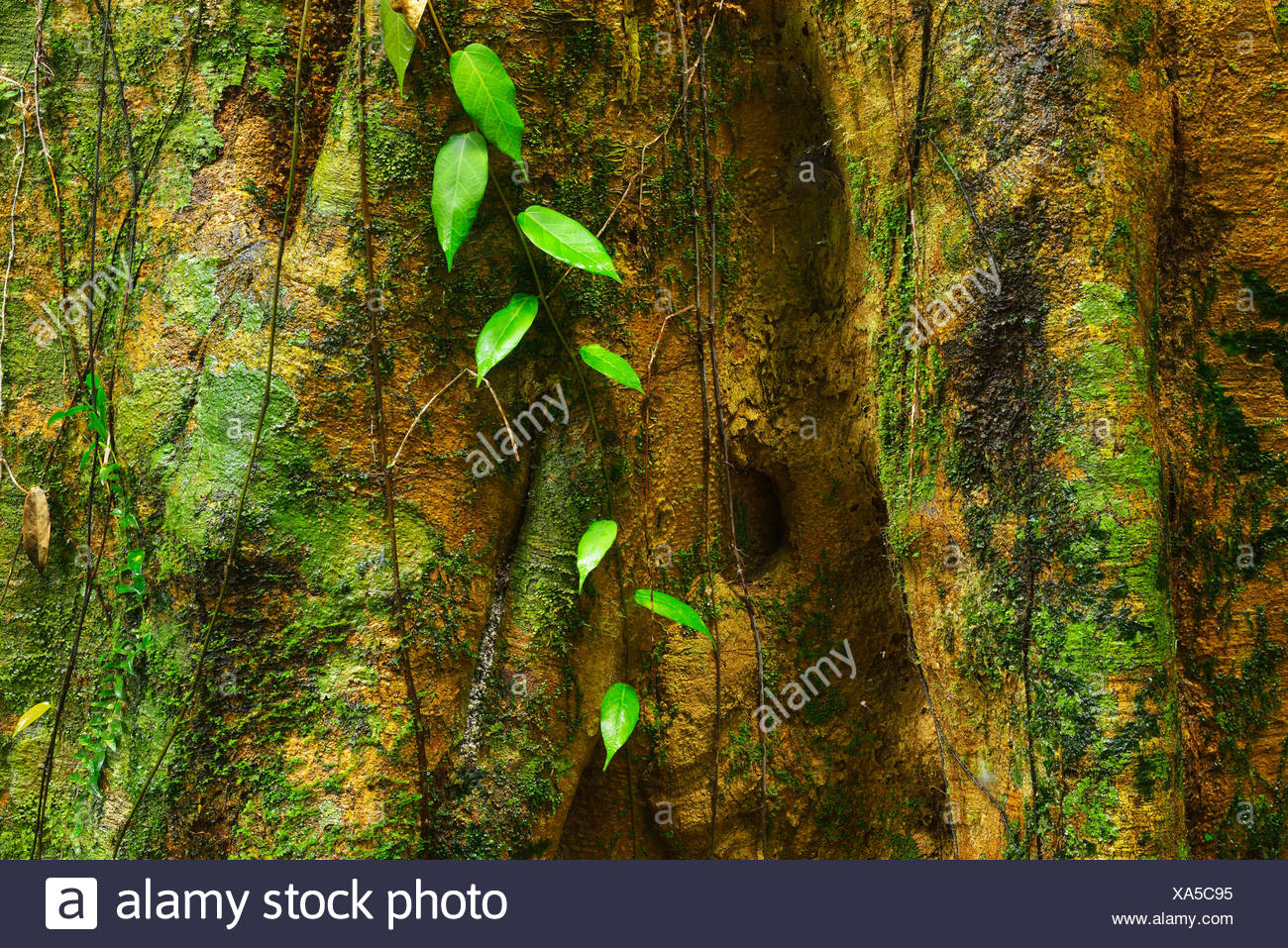 Rainforest Tree Bark Stock Photos & Rainforest Tree Bark Stock Images