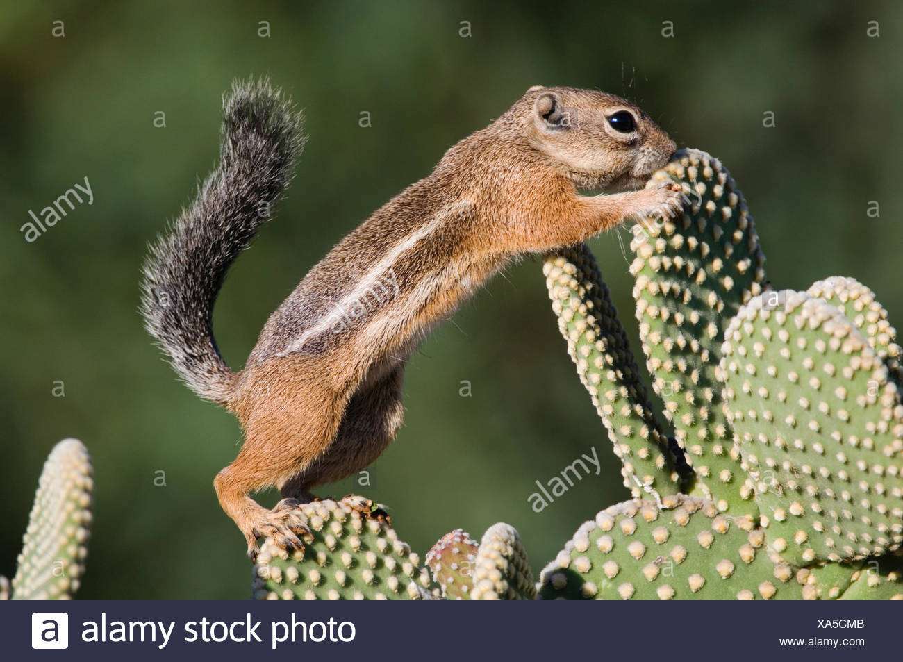 Antelope Ground Squirrels High Resolution Stock Photography and Images