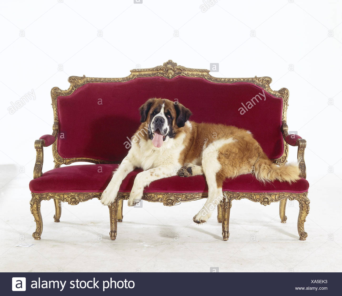 St Bernards Sofa Animal Animals Mammal Mammals Doggy Canidae