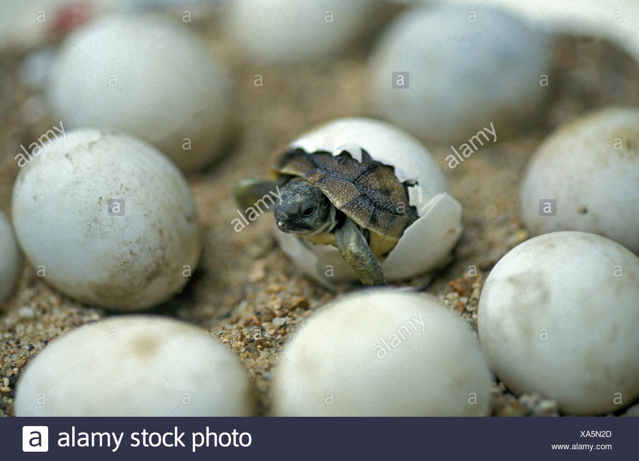 Open Hatches High Resolution Stock Photography And Images Alamy open-hatches-high-resolution-stock-photography-and-images-alamy