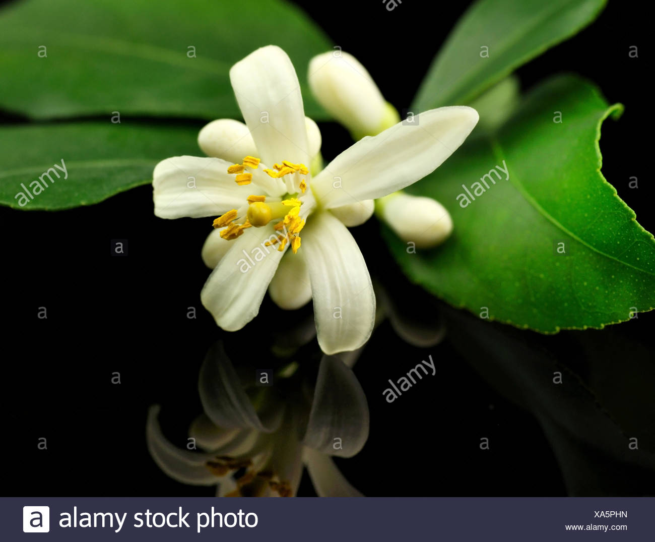 Lemon Tree Flowers High Resolution Stock Photography and Images Alamy