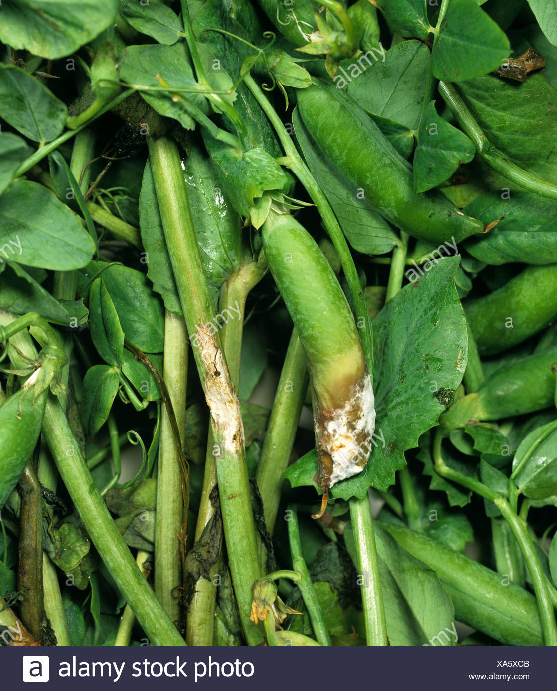 Sclerotinia Sclerotiorum High Resolution Stock Photography and Images ...