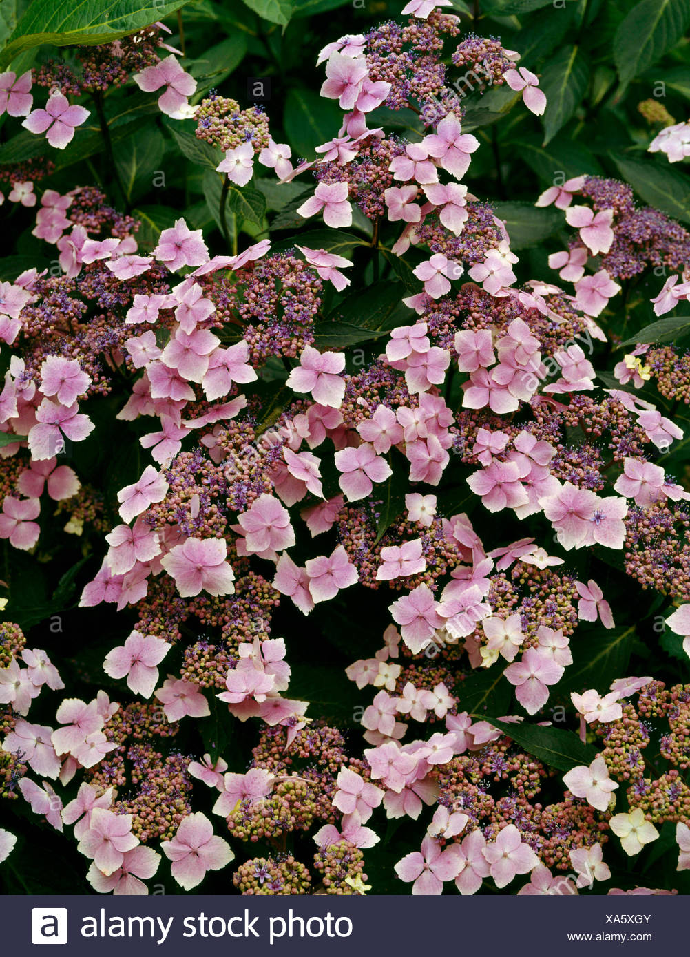 Hydrangea Macrophylla Mariesii High Resolution Stock Photography and ...