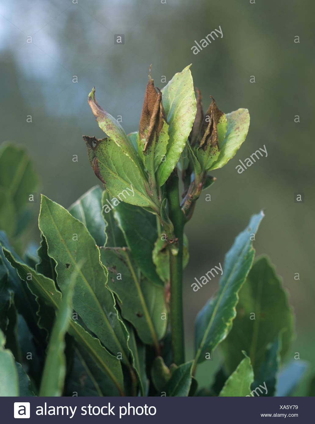 Laurel Leaves High Resolution Stock Photography and Images Alamy