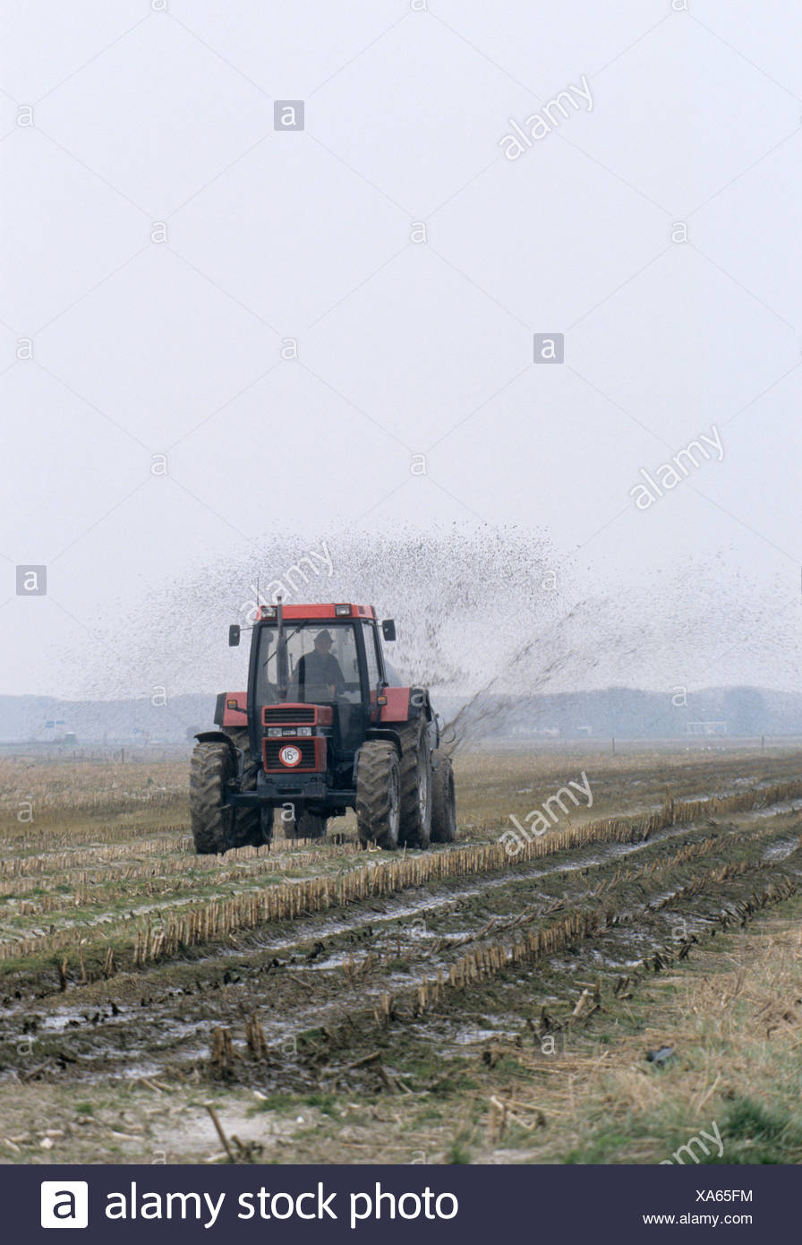 Farmer spreading manure on a field, Netherlands, Europe Stock Photo