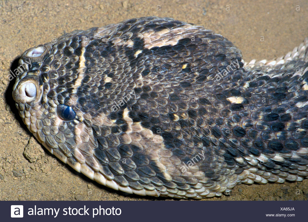 Puff Adder Bitis Arietans In Morocco North Africa High Resolution Stock ...