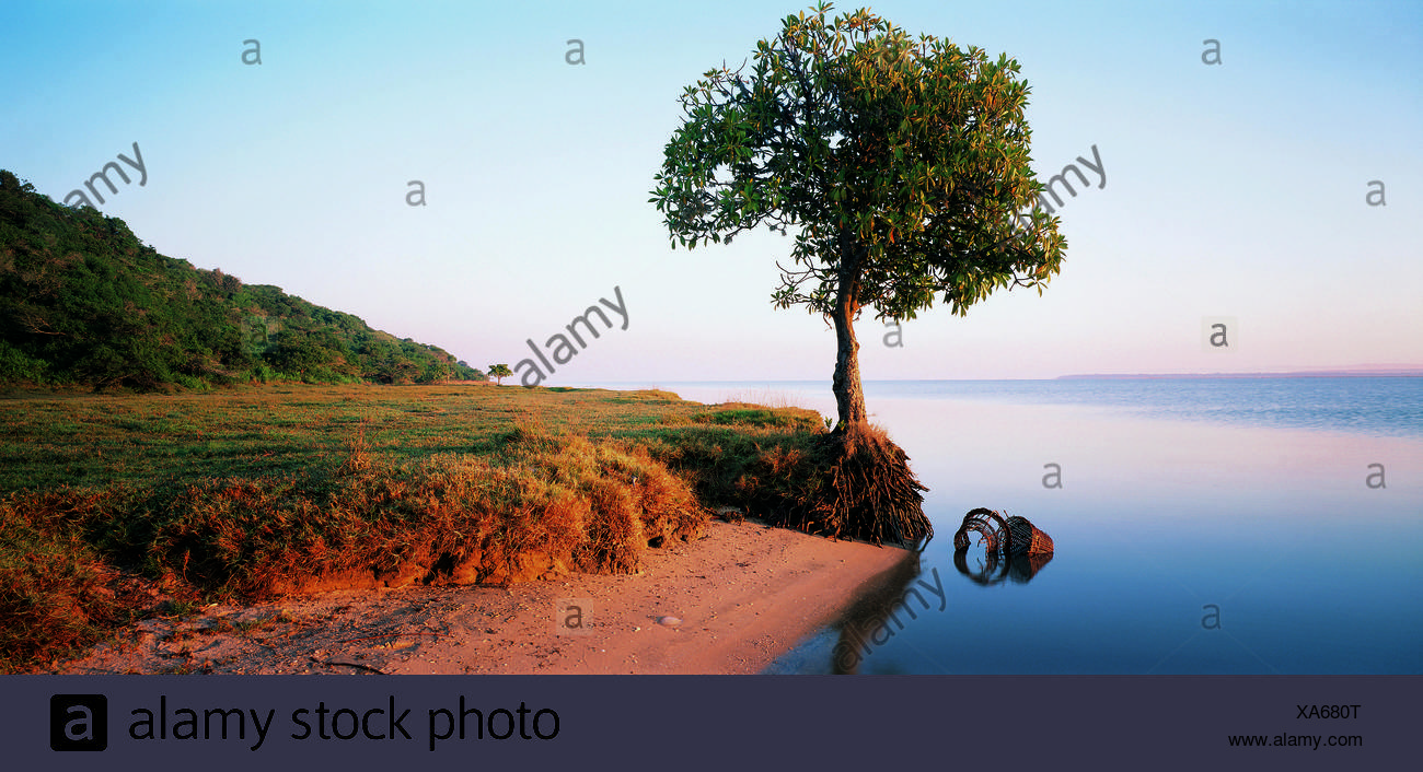 Exposed Tree Roots River Bank Stock Photos & Exposed Tree Roots River ...
