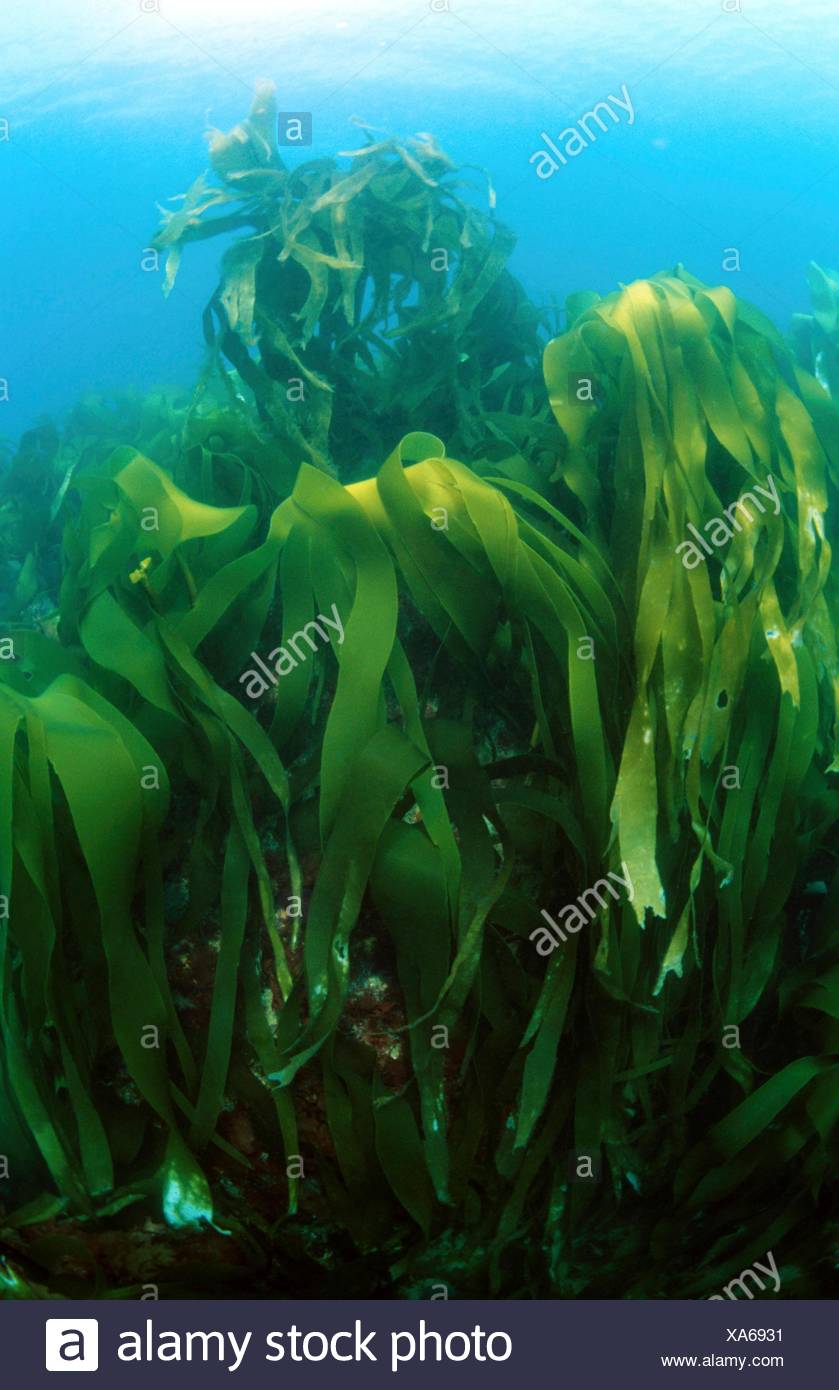 alga laminaria