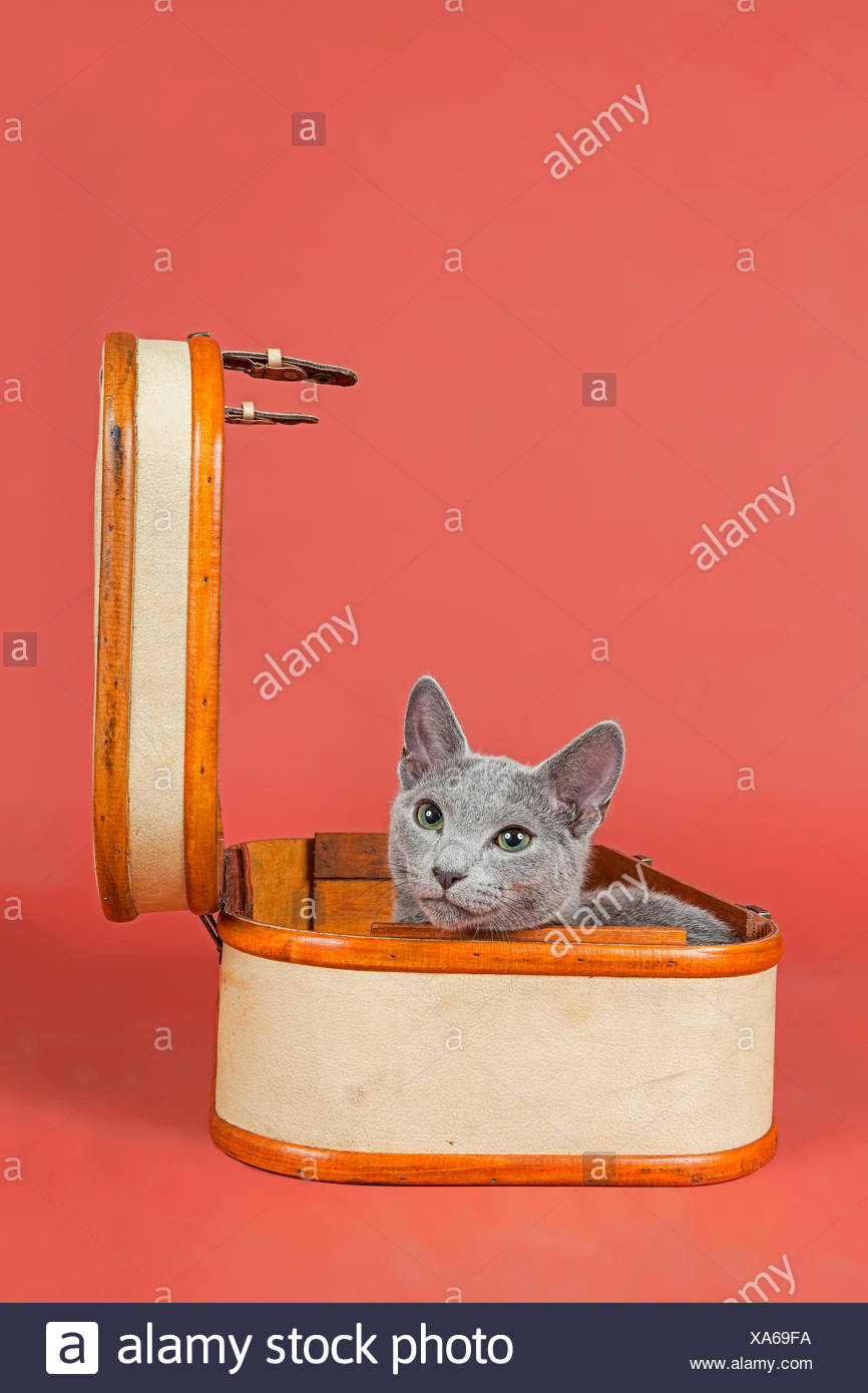 Russian Blue Cat Breed Kitten 20 Weeks Stock Photo 281651646