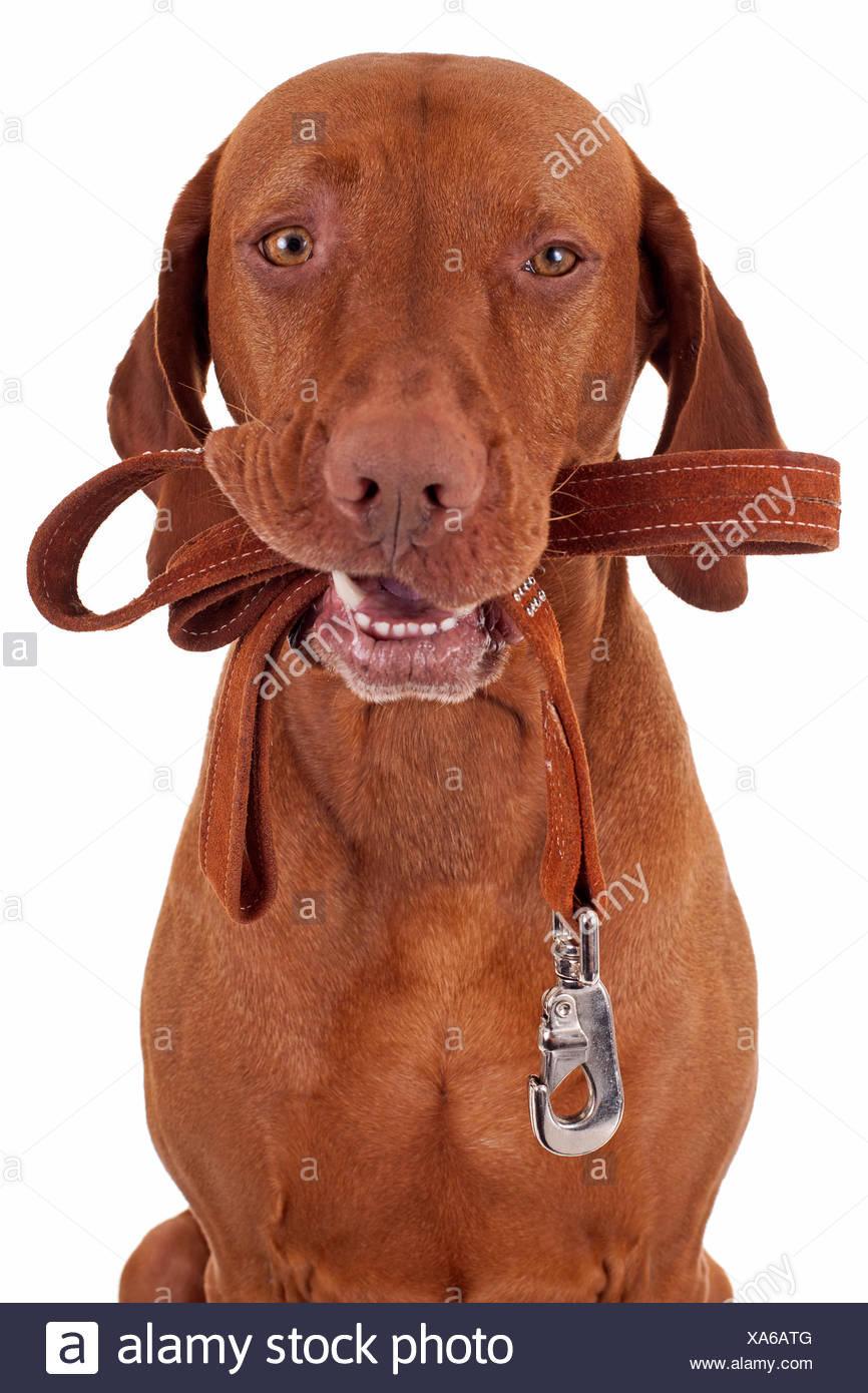 Dog With Leash In Mouth High Resolution Stock Photography and Images