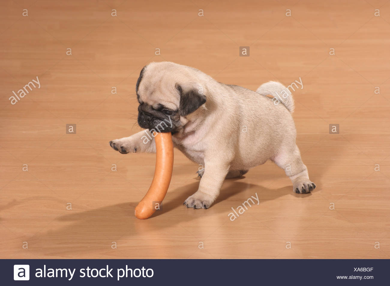 sausage pug