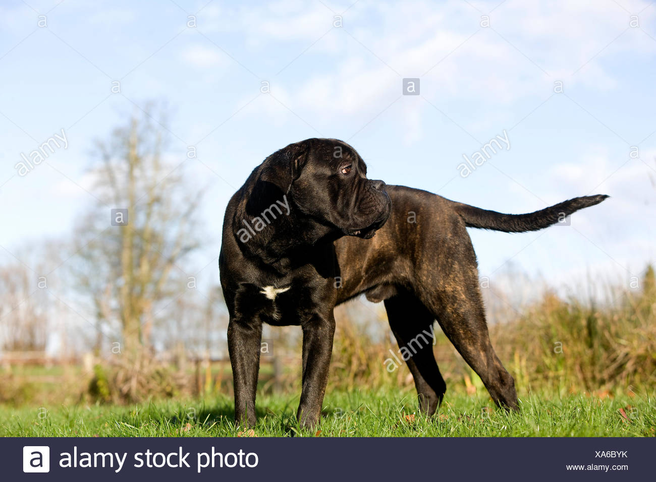 Cane Corso Dog Breed From Italy Male On Grass Stock Photo
