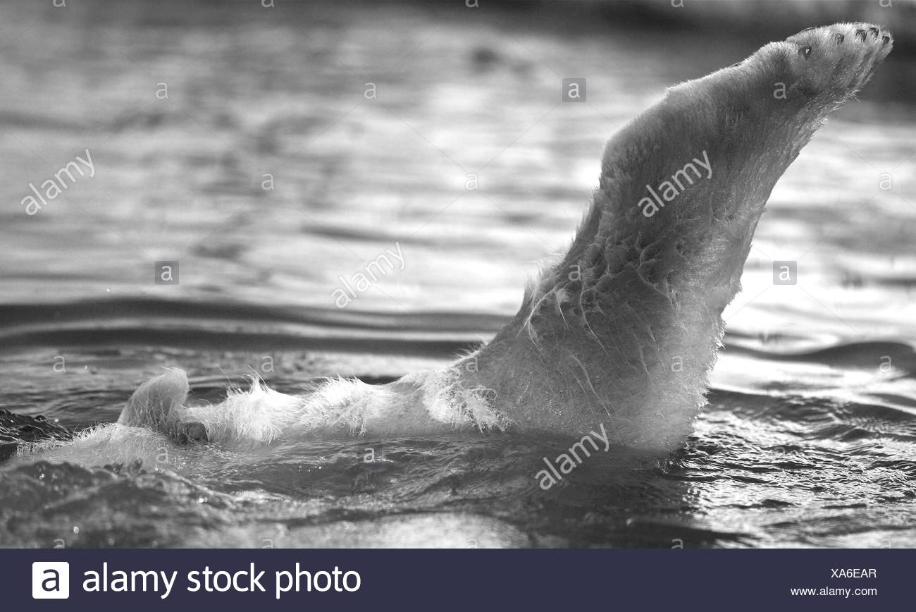 Polar Bear Feet High Resolution Stock Photography and Images - Alamy