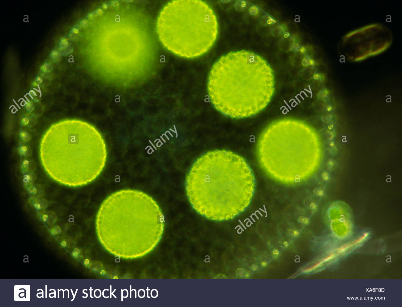 Volvox Green Algae High Resolution Stock Photography and Images Alamy