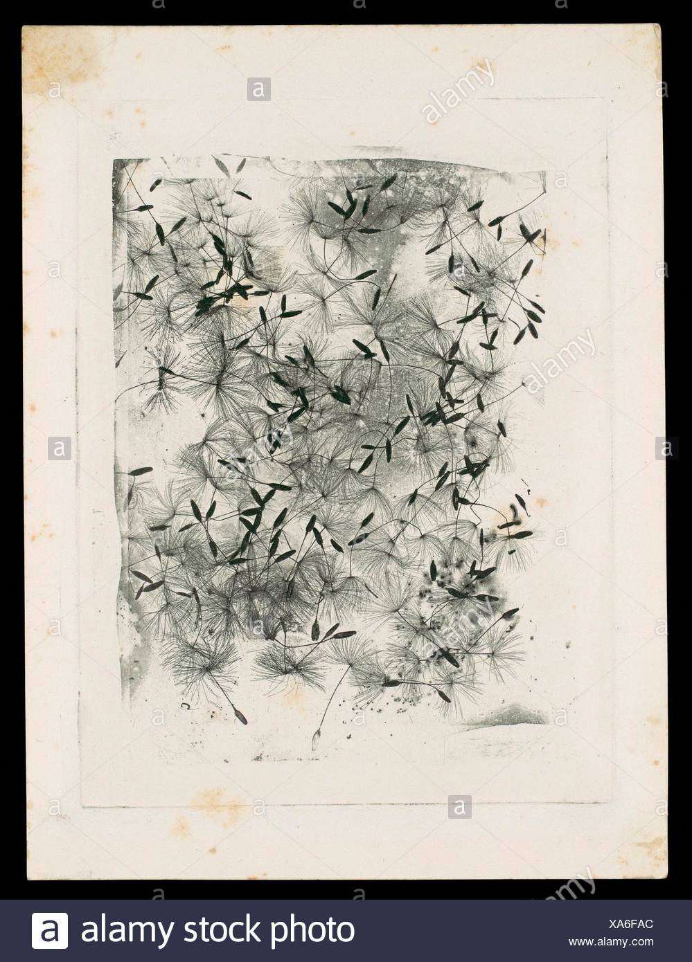What Fox Talbot Could Have Done With >> Dandelion Seeds Artist William Henry Fox Talbot British Dorset What Fox Talbot Could Have Done With >> Dandelion Seeds Artist William Henry Fox Talbot British Dorset