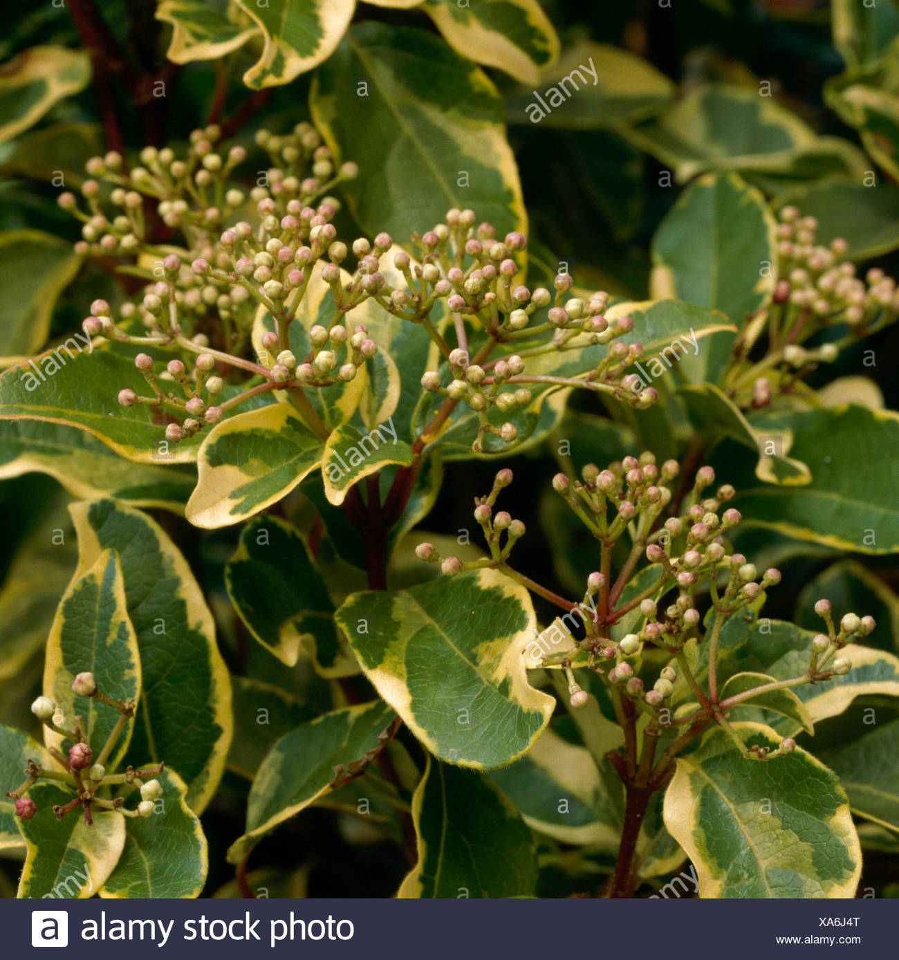 Flora Wonder Blog Viburnum When You Can Mulch Them