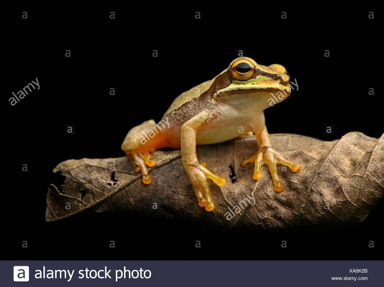 Masked tree frog (Smilisca phaeota) on wilted leaf, Chocó rainforest, Ecuador Stock Photo