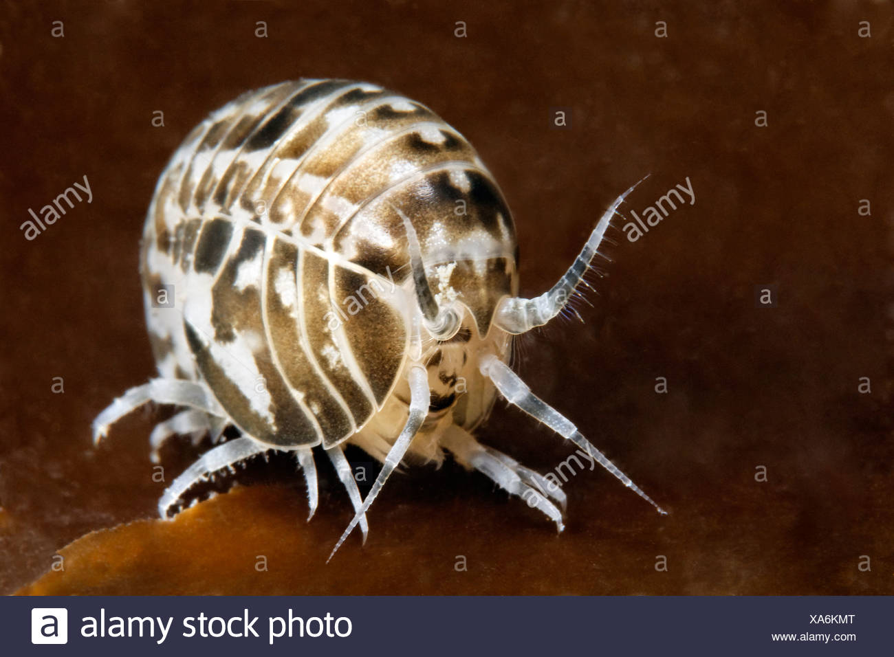 Amphipod Arctic High Resolution Stock Photography and Images - Alamy
