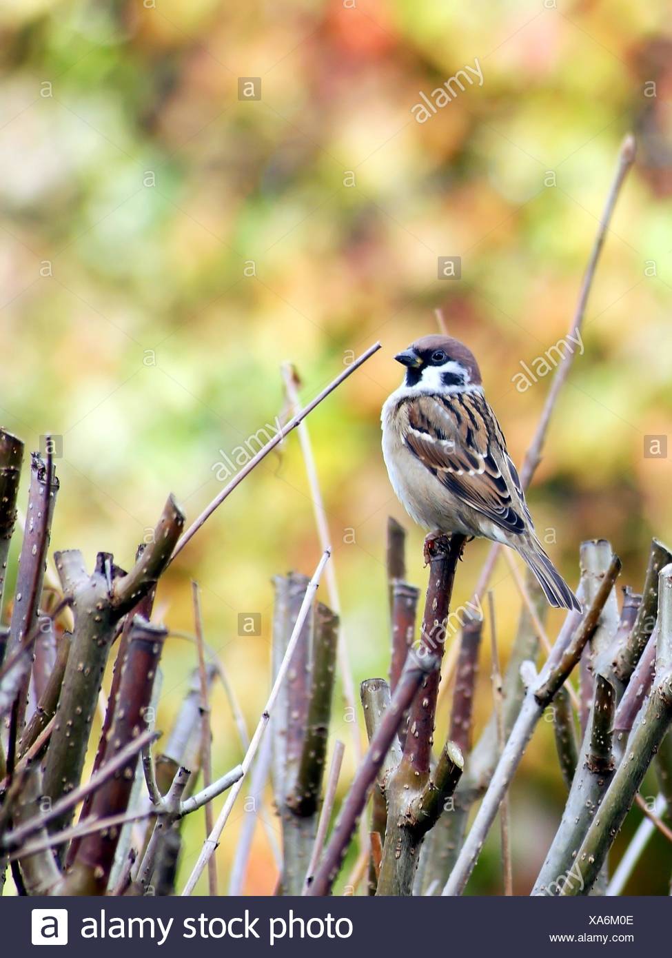 Bird Birds Europe Feathers Beak Sparrow Beaks Fly Flies Flys Flying Garden Bird Stock Photo Alamy Bird Birds Europe Feathers Beak Sparrow Beaks Fly Flies Flys Flying Garden Bird Stock Photo Alamy