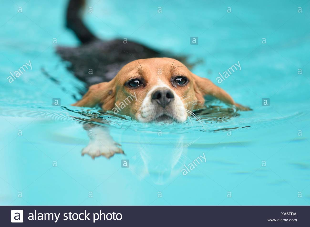 beagle swimming