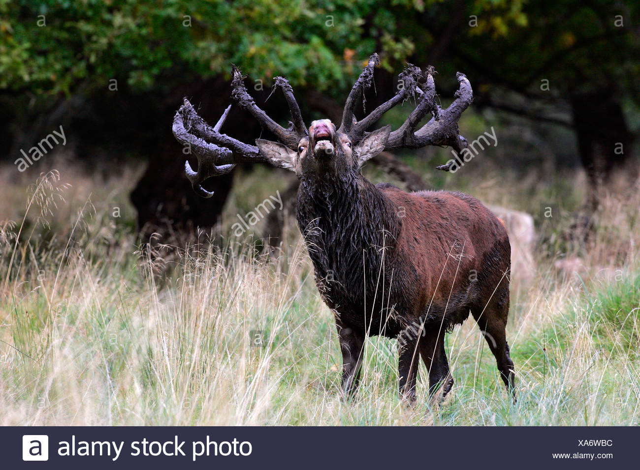 Belling red stag during the rut - red deer in heat - male (Cervus elaphus) Stock Photo