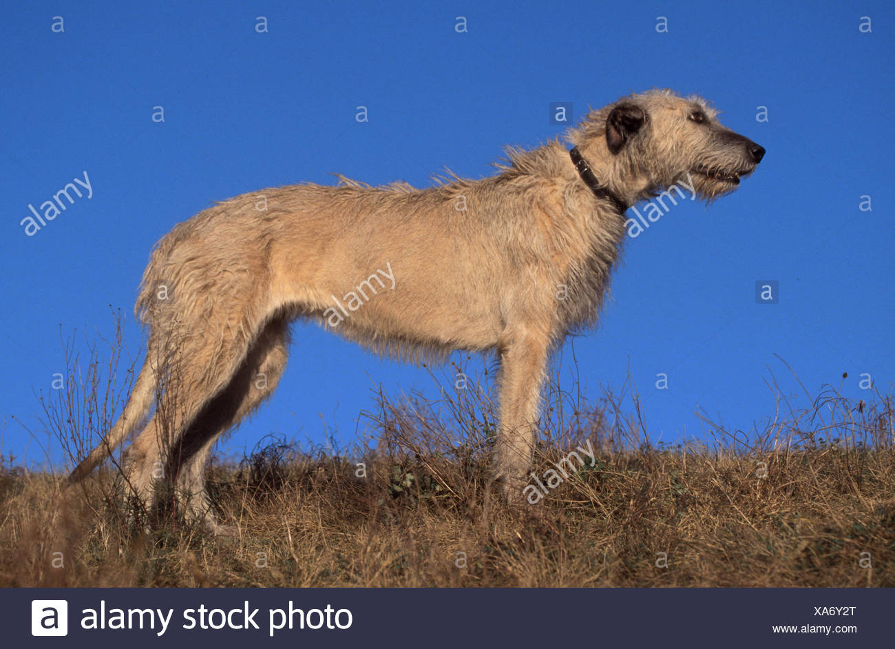 Irish Wolfhound Stock Photo 281665408 Alamy