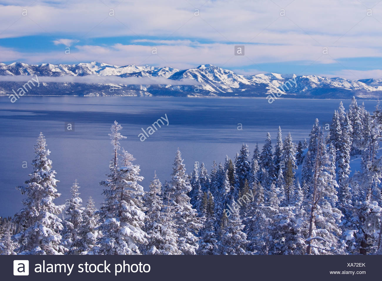 A View Of Lake Tahoe California With Snowy Trees In The Morning After A Winter Storm Stock Photo Alamy