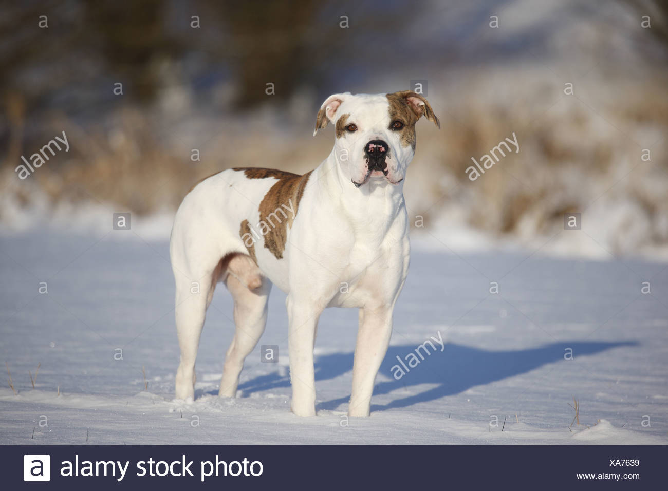 Page 2 Standard American Bulldog High Resolution Stock Photography And Images Alamy