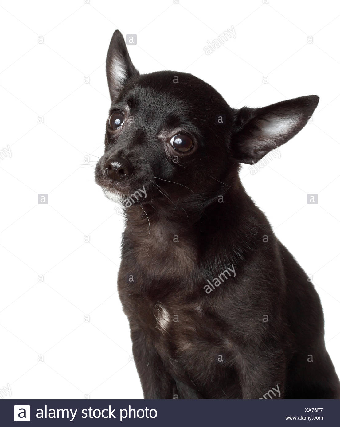 Chiwawa Dog Stock Photos & Chiwawa Dog Stock Images - Alamy