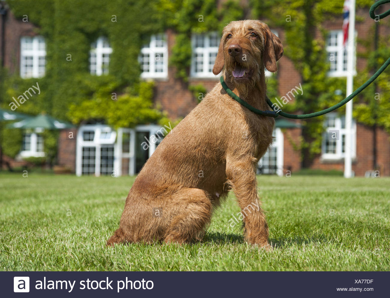 Domestic Dog Hungarian Vizsla Wire Haired Variety Adult