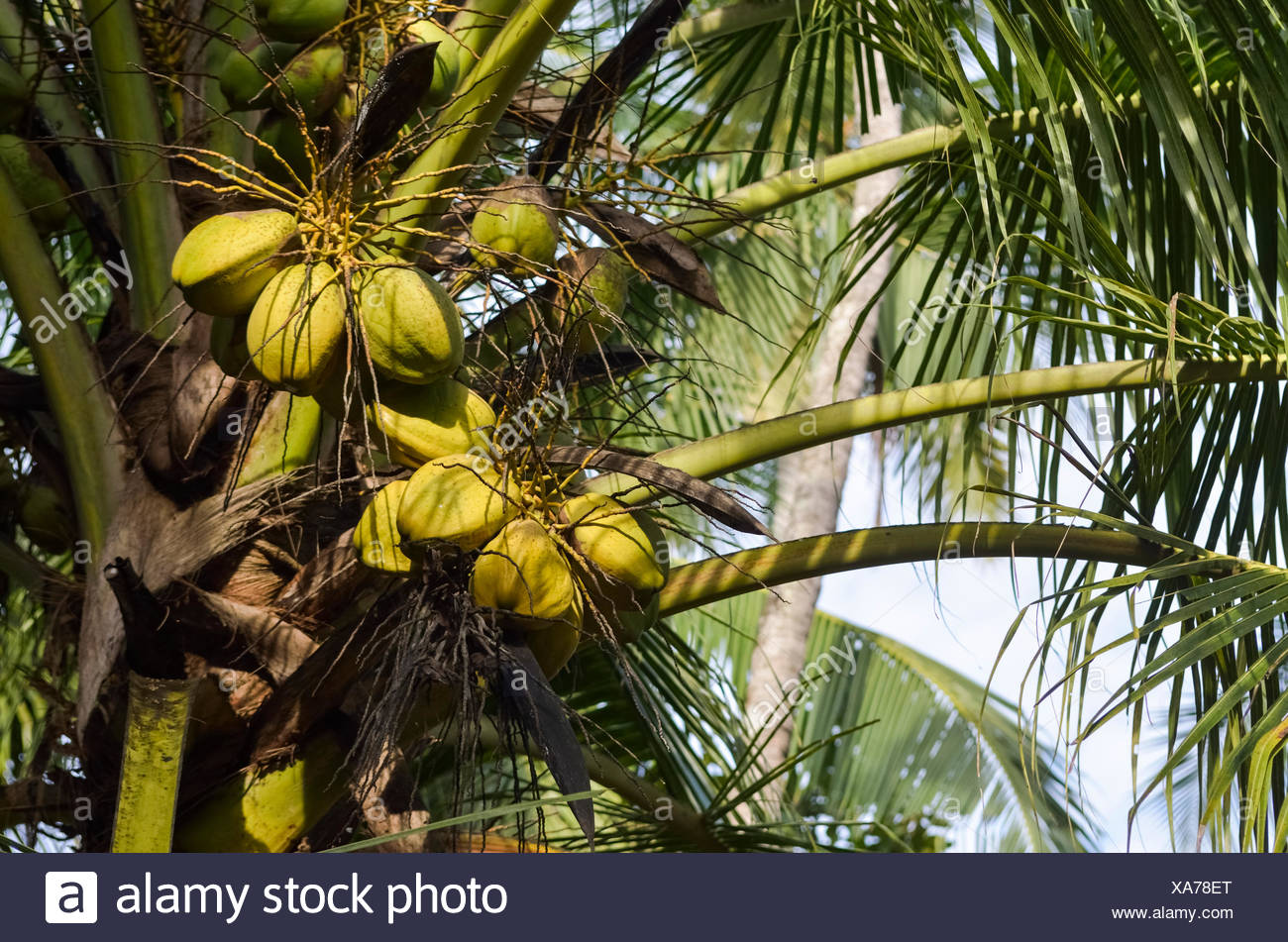Kerala Coconut Tree Stock Photos & Kerala Coconut Tree Stock Images Alamy