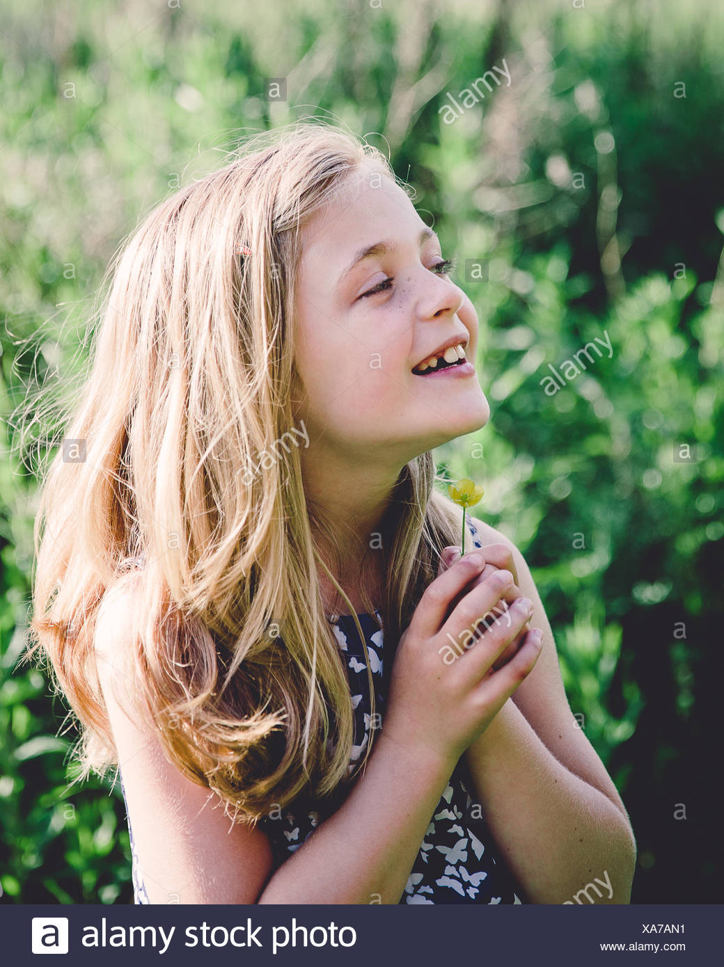 Buttercup Chin Stock Photos & Buttercup Chin Stock Images Alamy