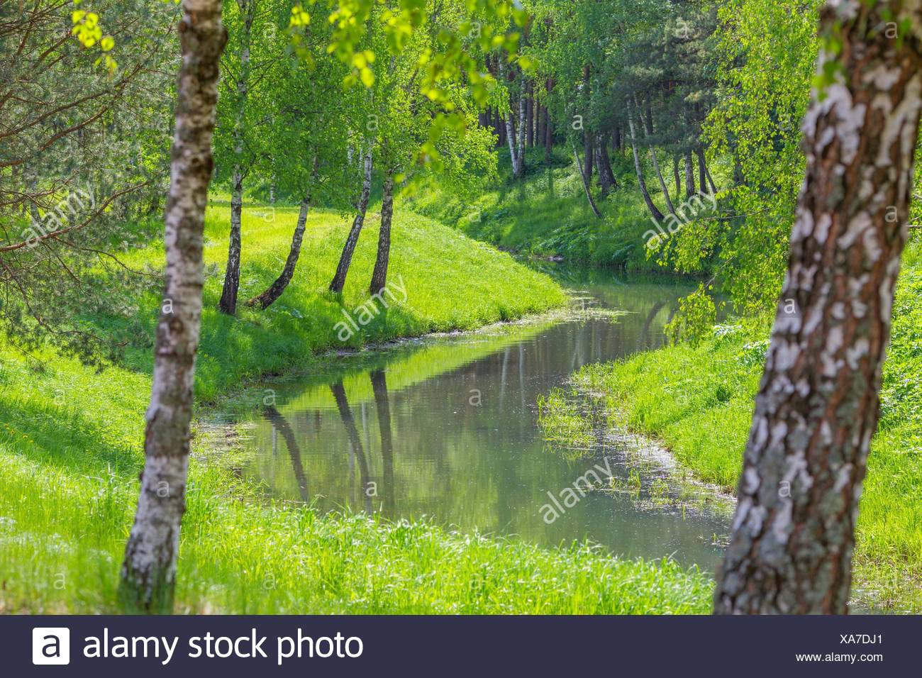 River Birch Stock Photos & River Birch Stock Images - Alamy