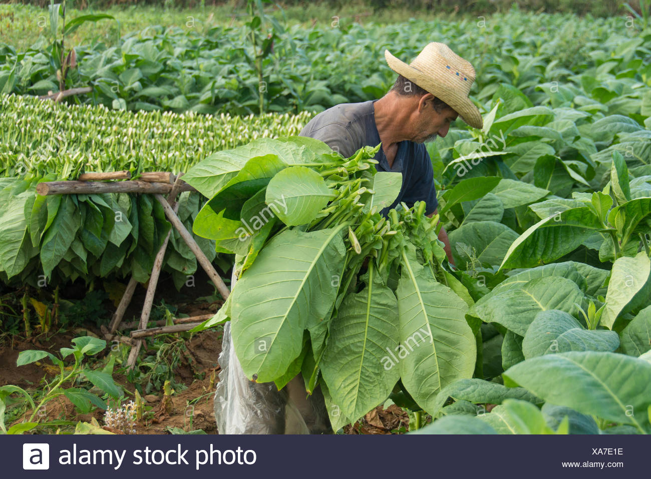 Tobacco Harvesting High Resolution Stock Photography and Images Alamy