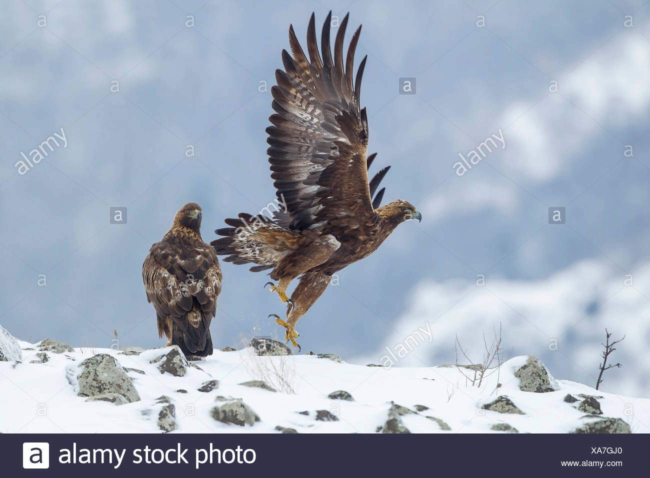 Golden Eagles Stock Photos Golden Eagles Stock Images Alamy