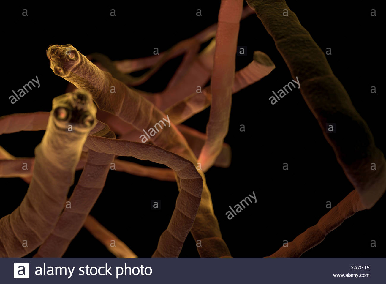 Tapeworm Scolex High Resolution Stock Photography and Images Alamy