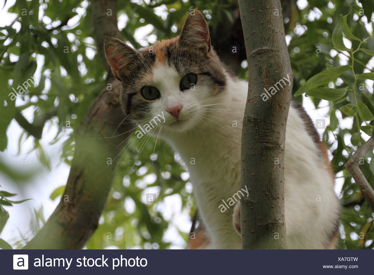 cat on tree branch