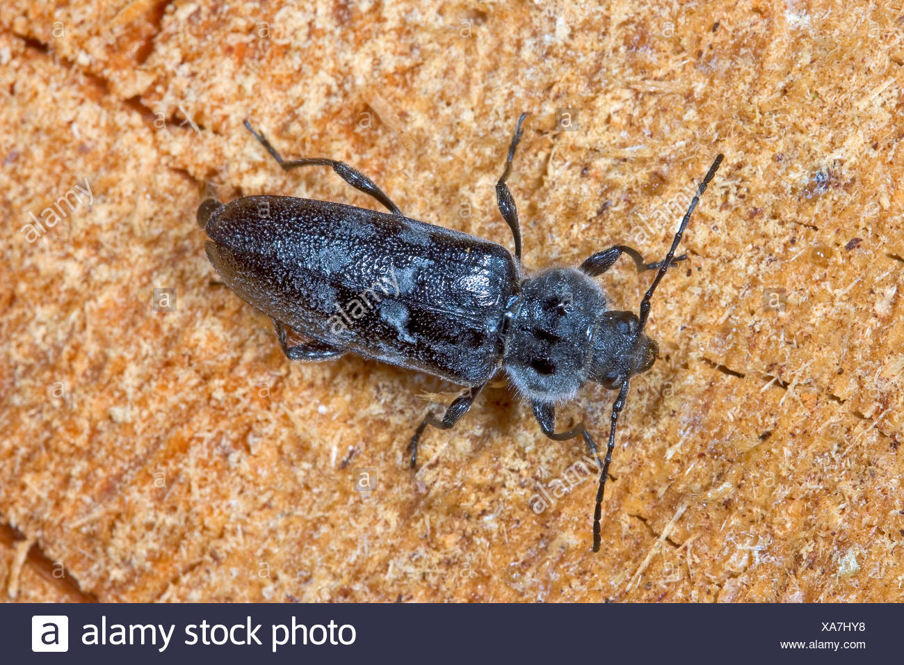 Old House Borer High Resolution Stock Photography And Images Alamy