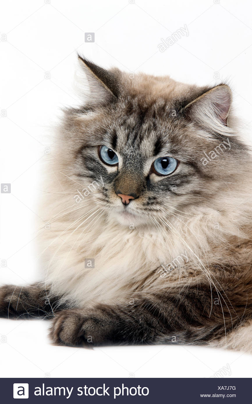 Neva Masquerade Siberian Cat Color Seal Tabby Point Male Against White Background Stock Photo Alamy