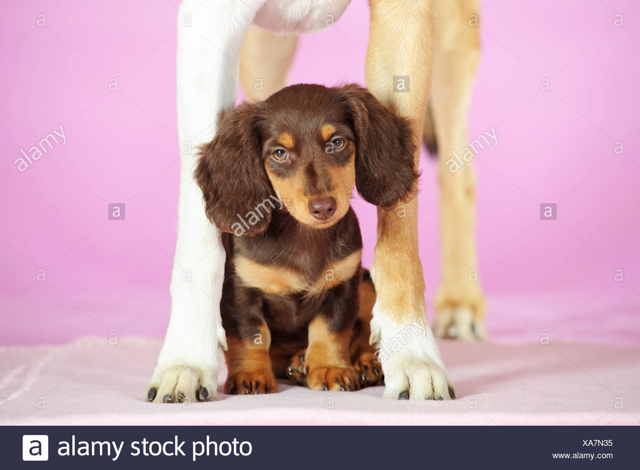 Miniature Collie Stock Photos Miniature Collie Stock Images Alamy