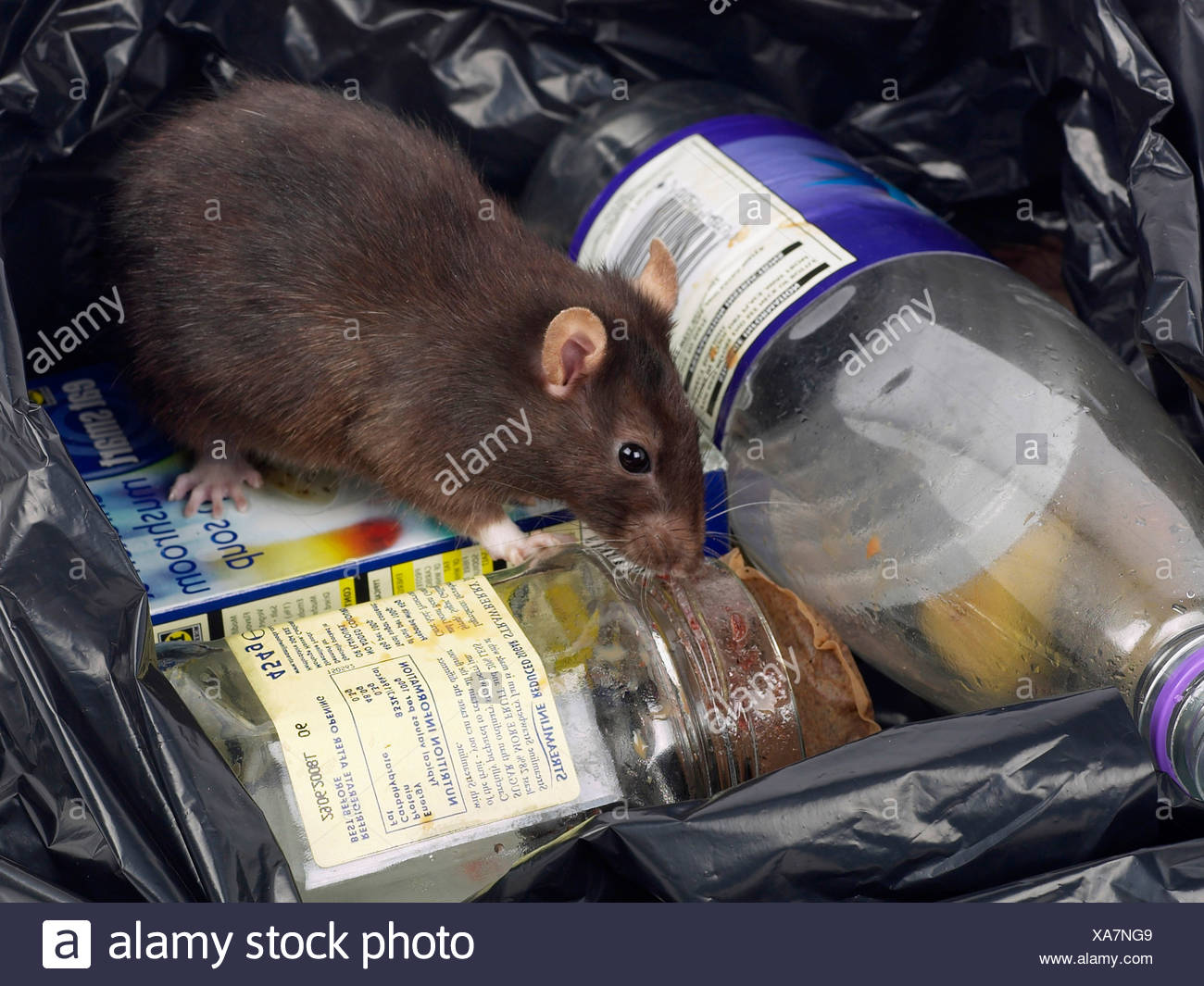 Rat Stock Photos & Rat Stock Images Alamy