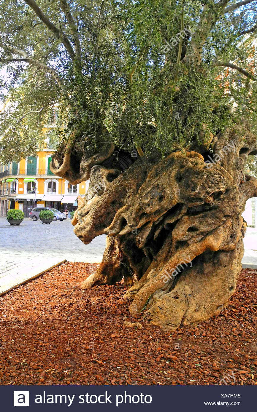 Olive Tree Olea Europaea Ssp Sativa Gnarled Tree Trunk At The